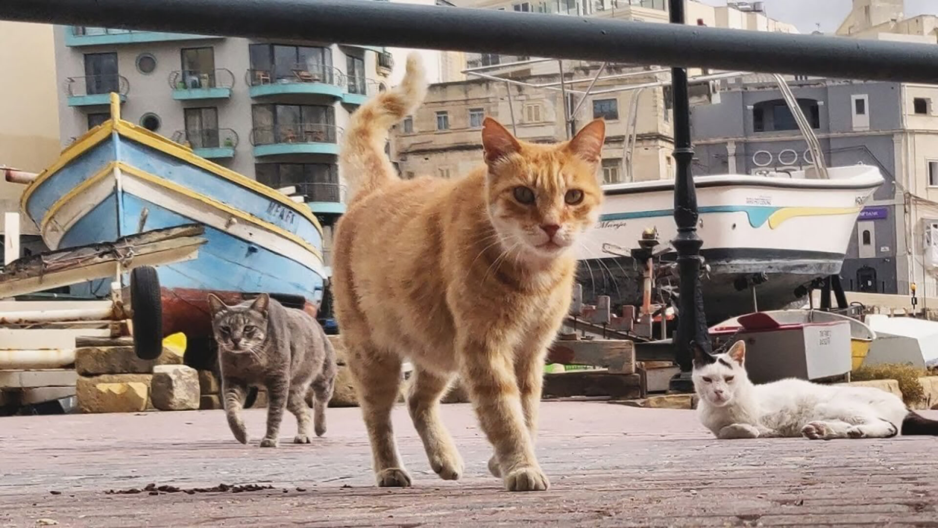 Cats Of Malta 1