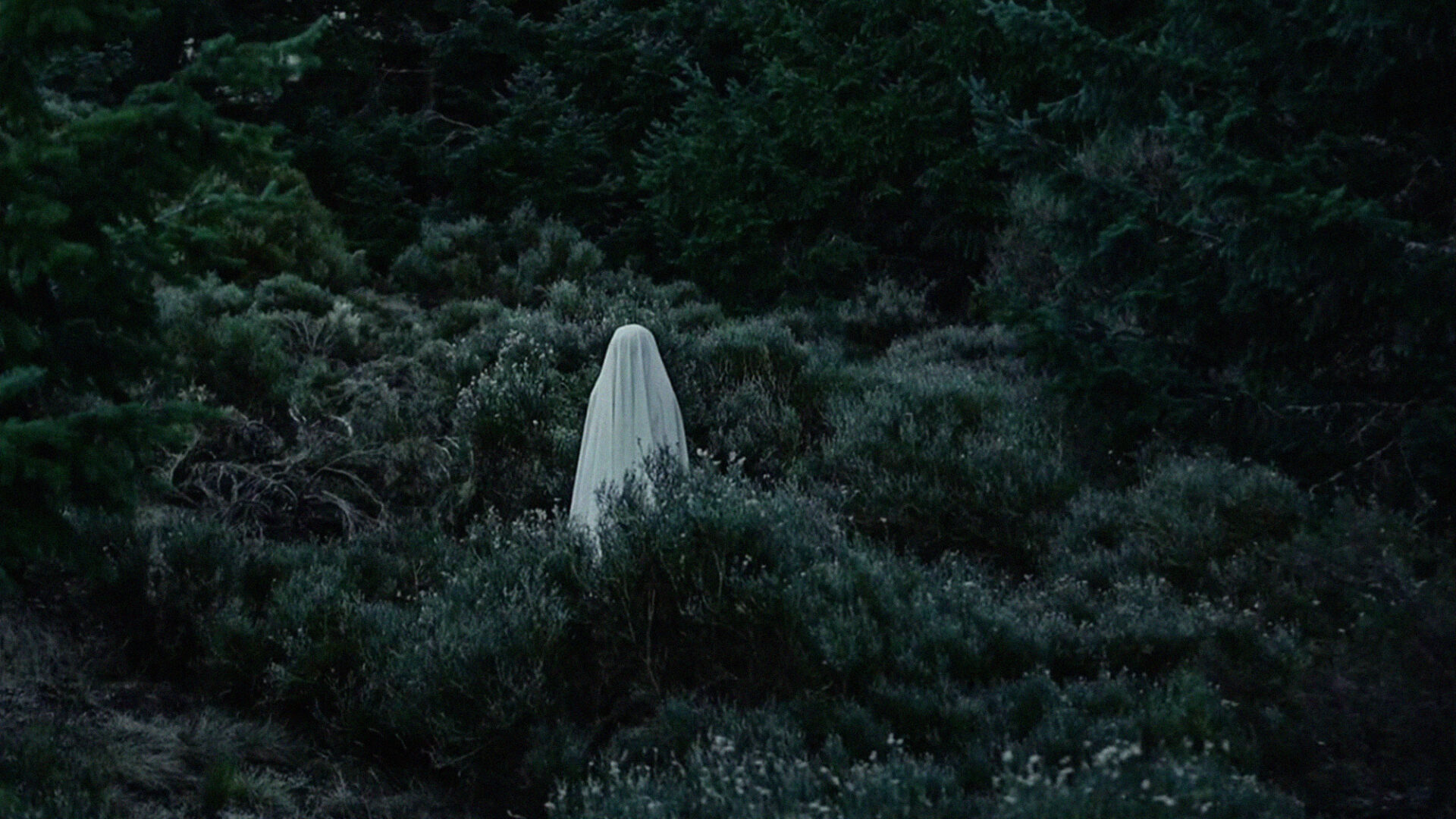 Metamorphosis Birds web3