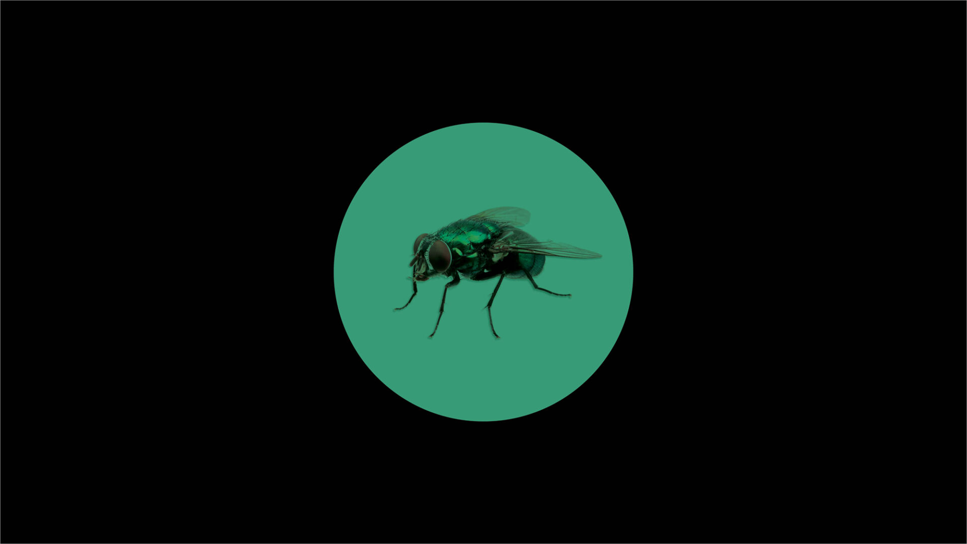 The Fly intro Slide