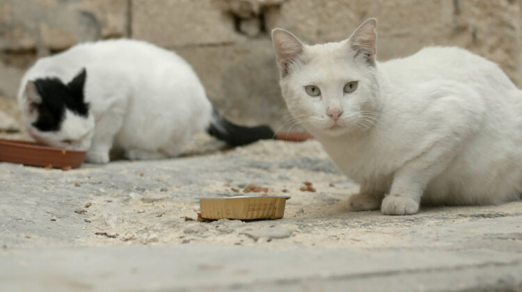 Cats Of Malta 2