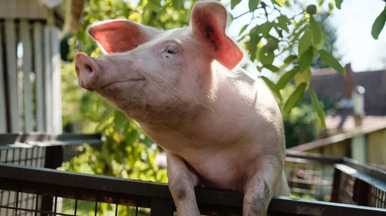 Even Pigs Go To Heaven 4