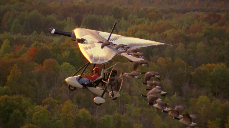 Fly Away Home 3