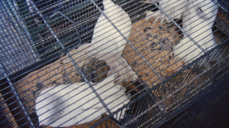 From The Notebook Of 4