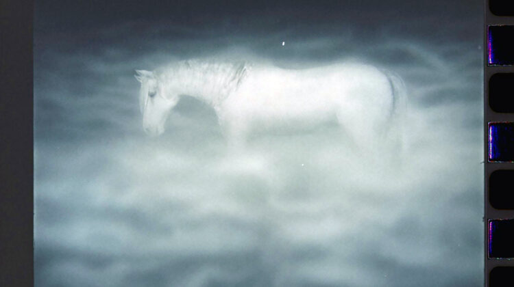 Hedgehog In The Fog 5