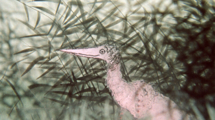 Heron And Crane 1