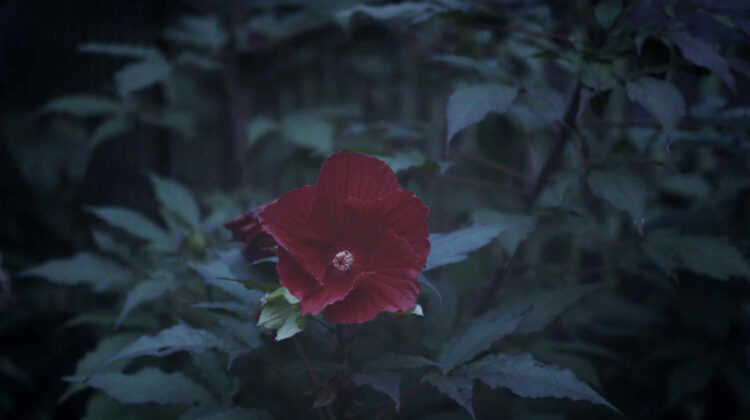 Joonam 3
