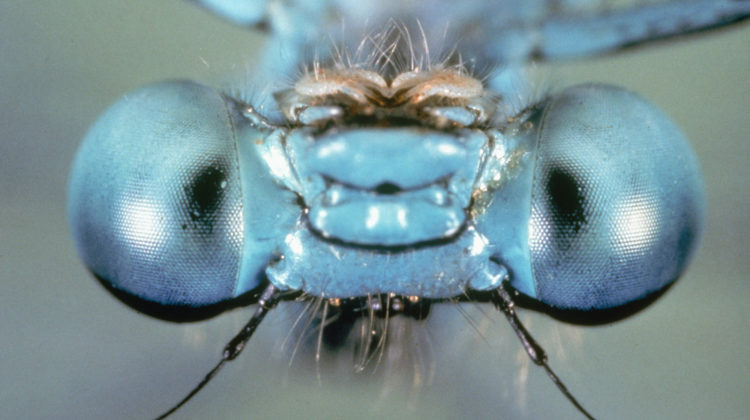 Micro web1