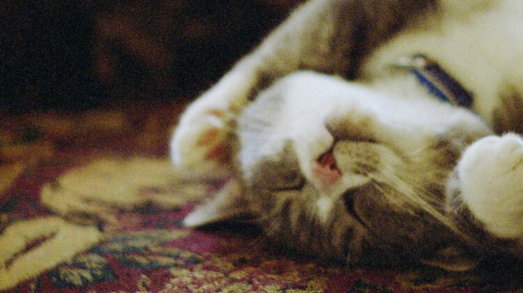 Pitcher Of Colored Light 2