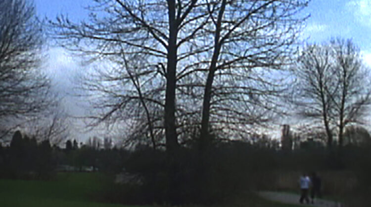 Trees In Winter