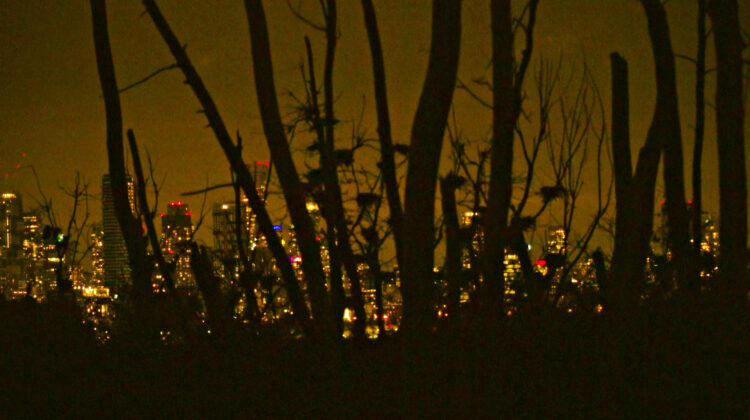 While The Green Grass Grows 1