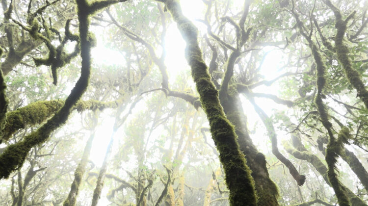 While The Green Grass Grows 2