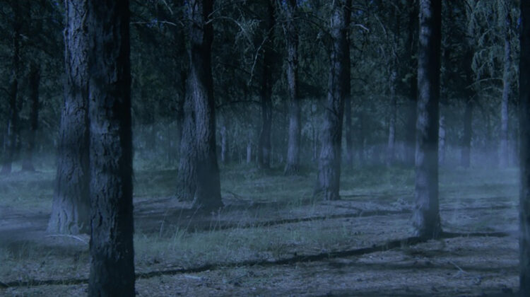 Whistling Woods 2